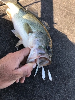Hungry bass eats more and more
