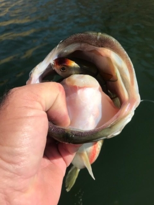 Fall bass fishing topwater